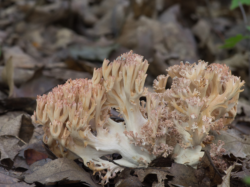 Ramaria botrytis